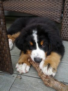 10420081_10152562254593750_3416699575565930225_n