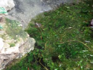 1622141_10152562263388750_7032305631980268047_n