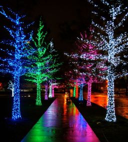 f3a0657857d201a24bc54804354846cc--xmas-lights-twinkle-lights